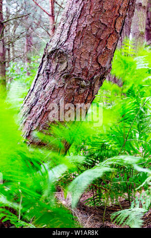 Felci, muovendosi con il vento a Daresbury abeti, contro i tronchi di alberi statica Foto Stock