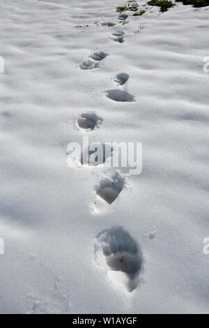 Un set di orso grizzly le tracce nella neve d'estate nelle zone rurali di Alberta in Canada Foto Stock