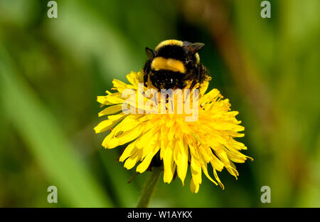 Un insetto dell'ape bumble che raccoglie il nettare da un fiore del dente di leone ed ha un segno di spunta attaccato nella fascia gialla sulla sua parte posteriore. Foto Stock