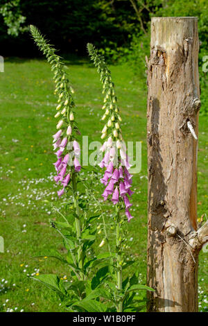 ​Foxgloves comune in fiore (Digitalis purpurea). Due piante con le teste dei fiori e grappoli di fiori che pendono dalla parte superiore dello stelo. ​ Foto Stock