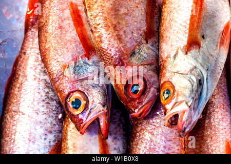 Akamutsu (Bluefish) pesce rosso presso il Mercato del Pesce di Tsukiji a Tokyo in Giappone Foto Stock