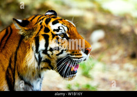 Vista ravvicinata di una tigre siberiana o Panthera tigris altaica. Foto Stock