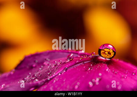 Gocce di acqua su un viola magenta fiore vinca rifrangere un nel mettere a fuoco l'immagine su un giallo arancione zinnia fiore in background Foto Stock