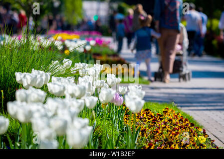 Bella bianca tulipani aiuola closeup. Sfondo di fiori. Giardino estivo landscape design. Foto Stock
