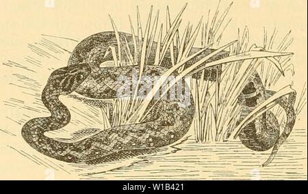 Immagine di archivio da pagina 311 di Deutschlands Amphibien und Reptilien Eine Foto Stock