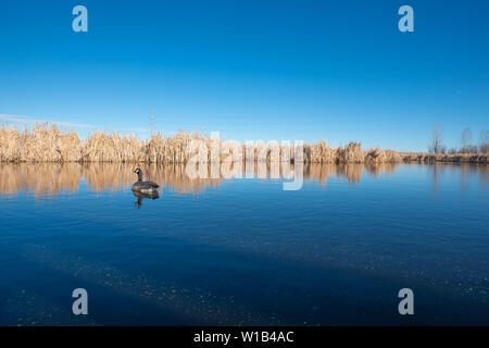 Un lone Canada Goose, Branta canadensis, nuotare in un stagno durante la molla nel foro di Lois Parco Provinciale, Alberta, Canada Foto Stock