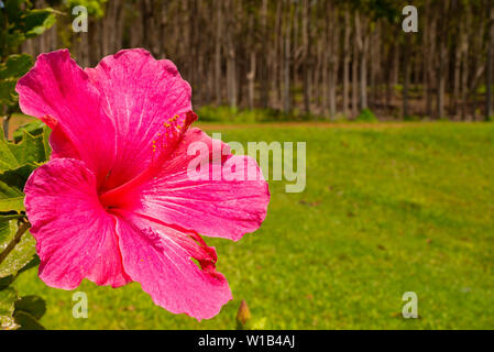 Un fiore di ibisco, Hibiscus rosa-sinensis, crescente lungo il lato di un sentiero escursionistico sull'isola hawaiana di Kauai. Foto Stock