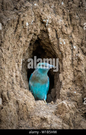 Il rullo europea bird chick si prepara a volare fuori del foro-nest. Foto Stock