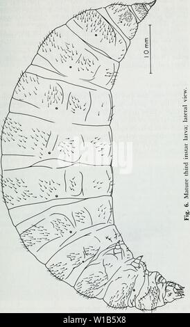 Immagine di archivio da pagina 32 dell'ecologia sviluppo di Mantispa. Lo sviluppo dell'ecologia di Mantispa uhleri banche (Neuroptera: Mantispidae) . developmentaleco53redb Anno: 1984 Foto Stock