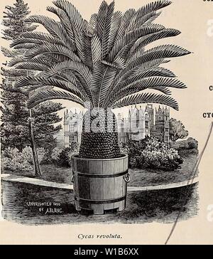 Immagine di archivio da pagina 33 descrittivi e di catalogo illustrato e. Descrittivo e catalogo illustrato e manuale del Royal Palm vivai . descriptiveillus1894roya Anno: 1894 30 Reasoner Bros., Oneco, Florida. Cycas revoluta. CHAMROPS, continuato. Uno dei più ardito di palme e in Euro- Comitato cataloghi è disponibile a un prezzo estremamente alta. 50 centesimi per li ciascuno. C. La robusta. Una sub-varietà di C. humilis. 50 centesimi di euro ciascuna. Il Cocos Alphonsii. Note nella Florida del Sud come la ' Belair Palm,' dall'immenso esemplari crescente nei pressi di Sanford. Una scelta, commestibili di frutta- ing, Hardy Palm. $1 ciascuno. C. australis. Foto Stock