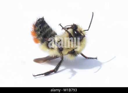 Bumblebee centrale (Bombus centralis) maschio con grandi occhi, stato di Washington orientale, capovolto Foto Stock