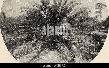 Immagine di archivio da pagina 34 descrittivi e di catalogo illustrato e. Descrittivo e catalogo illustrato e manuale del Royal Palm vivai . descriptiveillus1894roya Anno: 1894 Latania Borbonica (Livistona sinensis). Phoenix canariensis. (Vedere pagina 32.), LATANIA continuato. Come si erge trascurare ben, una notevole quantità di freddo, ed è uno dei handsomest del Fan-Palms. Il palm-foglia di ventole di commercio sono fatte di foglie di questa specie. Il Palm sarà più bella quando è giovane, con una più ricca e più cupo fogliame verde se coltivate in par- ziale ombra, ma con l'età si presenterà una Foto Stock