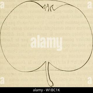 Immagine di archivio da pagina 362 di Dictionnaire de pomologie, contenant l'histoire,. Dictionnaire de pomologie, contenant l'histoire, la descrizione, la figura di frutti des Anciens et des frutti modernes les plus connus gÂnÂralement et cultivÂs . dictionnairedepo04lero Anno: 1867 s ia [saint lug â LAU] 799 pas me tromper en prÃtendant qu'il n'existe qu'une seule pomme de la Saint-Jean. Couverchel, chimiste et mÃdecin, n'a pu vivre au milieu des arbres fruitiers et constamment les Ãtudier, Ã l'esempio des pÃpiniÃristes; autrement il eÃ"t ÃtÃ frappÃ de l'extrÃªme variabilitÃ qu'offrent, sous le rappo Foto Stock