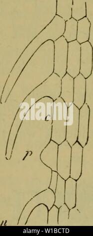 Immagine di archivio da pagina 37 del De voeding der planten (1886). De voeding der planten . devoedingderplan00vrie Anno: 1886. 30 DE BOÜW EN DE VERRICHTINGEN DER BLADEN. worpen. In den regel zijn zij gelijkmatig over de opperhuid verspreid, soms tot kleinere di grootere groepen vereenigd , welke niet zelden in diepten der opperhuid zijn weggescholen. Som è de opperhuid aan beide zijden van het blad anche rijk aan huidmondjes, meestal echter su, gelijk wij zagen, vertoont de onderzijde er meer dan de bovenzijde. Het omgekeerde è het geval bij die waterplanten, wier bladen op de oppervlakte van het wa Foto Stock