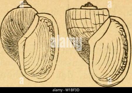 Immagine di archivio da pagina 385 di Deutsche escursioni-mollusken-fauna (1884). Deutsche escursioni-mollusken-fauna . deutscheexcursio00cle Anno: 1884 376 Fi. 231. G. tumiäa. dend; Spindelrand wenig umgeschlagen, fest angedrückt; Spindelrinne sehr enge. Länge 22 mm. Breite 17 mm. Länge der Mündung 17 mm, Breite 10 mm. Grössenunterschiede. Ziemlich beträchtlich; die kleinsten Exemplare (aus dem Bodensee, wo sie überhaupt nie die Grösse der im Starnbergersee lebenden Thiere er- reichen) , messen nur 14 bezw. 11 mm. Forma Varietäten. Trotzdem diese auf die beiden genannten Seeen beschränkte arte im Foto Stock