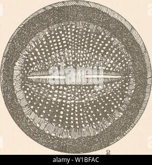 Immagine di archivio da pagina 388 di Diatomaceae del Nord America, illustrata. Diatomaceae del Nord America, illustrata con venti-tre cento figure da l'autore di disegni su cento e dodici piastre . diatomaceofnor00woll Anno: 1890 Foto Stock
