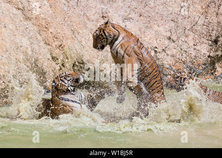 Tigri di combattimento Foto Stock