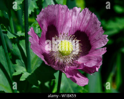 Malva di papavero in giardini a Alfriston, East Sussex, Regno Unito Foto Stock