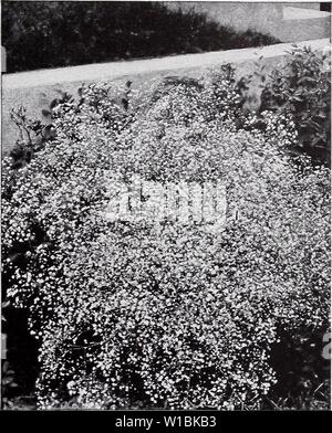 Immagine di archivio da pagina 42 descrittivo del listino prezzi (1935). Prezzo descrittivo elenco . descriptiveprice00cmho 1 Anno: 1935 Lilium Auratum. [ Gypsophila, Bristol fiabesco. LATHYRUS (pisello perenne). Ogni, 25c; 10 $2.00; 100, $15.00. L. latifolius. EVerblooming hardy scalatore con cluster di rosa, pealike fiori. L. latifolius albiflorus. Modulo bianco di sopra. L. latifolius rubrum. Red forma di sopra. LIATRIS (Blazing Star). Ogni, 25c; 10 $2.00; 100, $15.00. L. pycnostachya. I picchi di densa di rosy fiori viola. Da 3 a 5 ft. L. spicata. Deep Purple fiori in punte da 2 a 3 ft. alta. Il Lilium - Lili Foto Stock