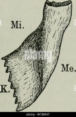 Immagine di archivio da pagina 42 del die Ameise Schilderung ihrer Lebensweise Foto Stock
