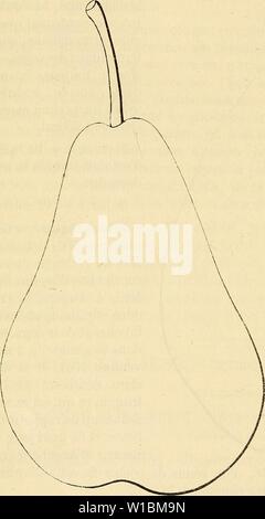 Immagine di archivio da pagina 427 di Dictionnaire de pomologie contenant. Dictionnaire de pomologie : contenant l'histoire, la descrizione, la figura di frutti des Anciens et des frutti modernes les plus connus gÃnÃralement et cultivÃs . dictionnairedepo001lero Anno: 1867 420 BEU IBEURRÃ ROmI 253. Poire BEURRÃ ROMAIN. Synonymes. Â Poires : 1. Fondante de Roma (diel, Kernobstsorien, 1802, p. 106). Â 2. SucrÃ ROMAIN [Id. Ibidem). Â 3. BEURRÃ DE ROMA (Biedenfeld, Handhuch al 1er bekannten Obstsorten, è54, t. I, p. 57). Â 4. GiRARDiNE (Decaisne, le Jardin fruitier du MusÃum 1858 t. I). Â 5. La Reine {I Foto Stock