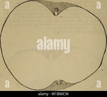 Immagine di archivio da pagina 43 di un dizionario di giardinaggio moderno. Un dizionario di giardinaggio moderno . dictionaryofmode01john Anno: 1847 APP APP 48 Fig. 7.-(P. 47.) Fig. 8.-(P. 47). Foto Stock