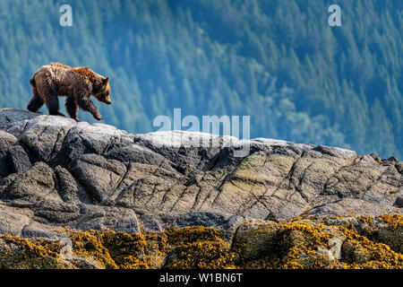 Orso grizzly camminando su una piccola isola nel bellissimo Ingresso del cavaliere, Prime Nazioni Territorio, grande orso nella foresta pluviale, British Columbia, Canada. Foto Stock