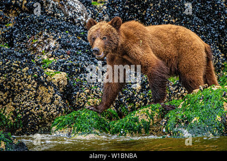 Grizzly Bear Cub assaporerete lungo il basso tideline in ingresso del cavaliere, Prime Nazioni Territorio, British Columbia, Canada. Foto Stock