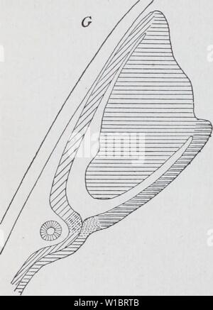 Immagine di archivio da pagina 45 dello sviluppo del mesonephras. Lo sviluppo del mesonephras e il condotto Müllerian in Amphibia . developmentofmes00hall Anno: 1904 nph "trri. Foto Stock