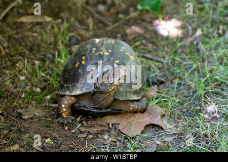 Curioso scatola orientale Turtle esamina tra l'erba e foglie in estate Foto Stock