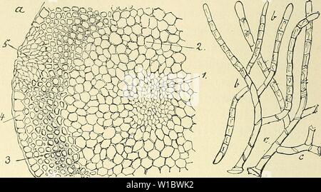 Immagine di archivio da pagina 463 di morire Musci der Flora von Foto Stock