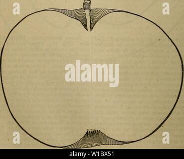 Immagine di archivio da pagina 47 di un dizionario di giardinaggio moderno. Un dizionario di giardinaggio moderno . dictionaryofmode01john Anno: 1847 APP APP 52 Fig. 12.-(P. 49.) Fig. È.-(P. 50). Foto Stock