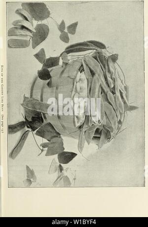 Immagine di archivio da pagina 48 del descrittivo catalogo illustrato di nuovo. Descrittivo catalogo illustrato di nuovo e raro semi, piante, e lampadine . descriptiveillus1893Unità Anno: 1893