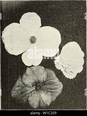 Immagine di archivio da pagina 50 del Catalogo descrittivo delle sementi di fiori. Catalogo descrittivo dei fiori piante a semi, lampadine, cactacee . descriptivecatal1903theo Anno: 1903 VKNTURA-per-il-SiCA, cat.IFORNIA. 1 begonie tuberosa. "La magia di begonia.' una rara trattare attende coloro che vengono a vedere tu])erous begonie in tutta la loro bellezza per la prima volta per uno che non ha mai visto non può immaginare anche da una descrizione della metà della loro bellezza. Abbiamo sempre ammirato loro immensamente, ma questa ultima stagione abbiamo avuto una grande collezione di vari tipi in fiore, e sono state completamente affascinato da loro. Foto Stock