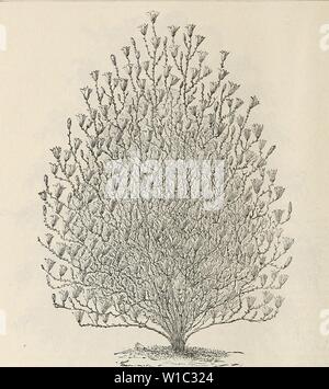 Immagine di archivio da pagina 51 descrittivi e di catalogo illustrato . Descrittivo e catalogo illustrato : frutta e alberi ornamentali, arbusti, piante, ecc . descriptiveillus1894nmoo Anno: 1894 40 Dksckij'tivk e ii-i.ustkatkd catalogo ok MAGNOLIA. Albero di Giuda (Ccrcis). Red Bud. AMERICAN {Cnnadensifi)-un piccolo albero in crescita, coperto con delicate viola tiowers prima le foglie vengono visualizzati. Il Maggiociondolo. COMMUNIS (catena d'Oro)-un piccolo albero di forma irregolare ; reca lungo, racemi pendenti di fiori gialli. Il larice (Larix). Unione {Europce/i)-Un eccellente e una rapida crescita, struttura piramidale ; anche val Foto Stock