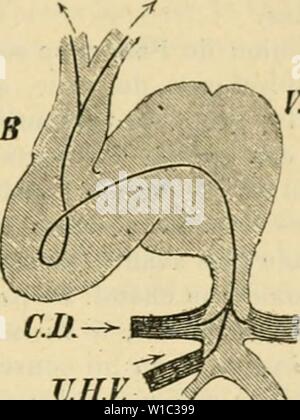 Immagine di archivio da pagina 510 di Dictionnaire de physiologie (1895). Dictionnaire de physiologie . dictionnairedeph00ricco anno: 1895 FÅTUS. 503 Lo cÅur, (&GT;ii illVI, suivant la remanjuo &LT;h cl. UkhnahiÂ", apparaÃ®t comme onu organe ("â truiige par suii activitÃ exceptionnelle. Alurs (fuc dans le dÃveloppement du corps chaque orfjane n'entre su },'ÃnÃral en funzioni a ([u'aprÃ¨s avoir aciievt' figlio Ãvolution et acquis sa textuio. le cii'ur manifeste figlio activitÃ bien longtemps avant de possÃder sa forme ache- vÃe et sa struttura caractÃristi(}uo. On ne peut Ãtahlir d'une faÂ";su bien nette le d Foto Stock