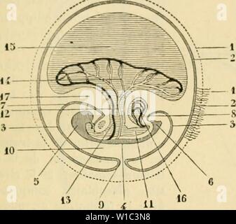 Immagine di archivio da pagina 516 del Dictionnaire de physiologie (1895). Dictionnaire de physiologie . dictionnairedeph00ricco anno: 1895 FÅTUS. 509- tine ilu systÃ¨me veiin'ux lit'patiquÂ"', veines alTt-n'iites, ou voinf portÂ"", et veines allÃ- rentes, veines siis-liÃpaliqiies (li'.  ".. l'ontl.int in ccrlain lornps, le san' venu &LT;ie la vt''sirulft ombilicale pourra ainsi suivrrÂ" une double voie : une voie directe, celle des veines vitelliiios ; une voie indirecte, reprÃ. seiiti"e par le rÃseau sanuin hipalique. Mais bientÃ't la porzione des veines vitellines comprendono entre les veines liÃpati Foto Stock