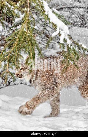 Il Canada, Lynx Lynx canadensis è originaria del Nord America. Esso può essere trovato in Canada, Alaska e nelle montagne rocciose e del Nuovo Messico. Foto Stock