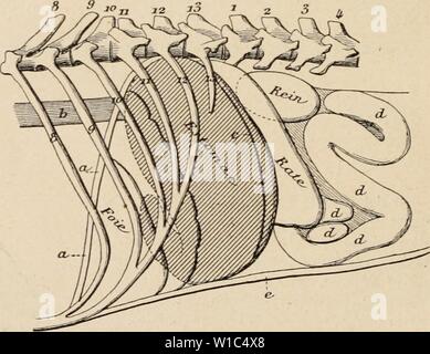 Immagine di archivio da pagina 527 di Dictionnaire de physiologie (1898). Dictionnaire de physiologie . dictionnairedeph03ricco anno: 1898 KiG. 99. Â Eslomac vide dans posizione sa naturelle (vue latÃ- rale d'une prÃparation congelÃe). D'aprÃ¨s Ellenberger et Baum. Le contour de la partie de l'estomac situÃe sous le foie- ainsi que le contour de la partie du rein situÃe sous la rate sont indiquÃs par des lignes pointillÃes. Â un, diapliragnic (coupÃ); 6, Åsophage; c, inserimento du grand Ãpiploon: D, unità organizzativa circonvolutions lacets de l'intestino grÃªle; e, paroi abdo- minale. Â 8 Ã 13 Cà'tes. entre en contatto Foto Stock