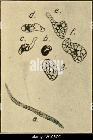 Immagine di archivio da pagina 53 dello sviluppo del pulcino. Lo sviluppo del pulcino : introduzione all'embriologia . developmentofchi02lill Anno: 1936 36 lo sviluppo del pulcino atozoa immediatamente il foro attraverso l'uovo-membrana e inserire il disco germinale, entro il quale le teste che rappresentano i nuclei degli spermatozoi, ingrandire e diventare trasformato in sperma- nuclei (Fig. 13). In un uovo di gallina cinque o sei solito immettere. Il destino del pezzo centrale e la coda degli spermatozoi non è noto in uccelli, ma è improbabile che essi forniscano qualsiasi definitiva elemento morfologico Foto Stock