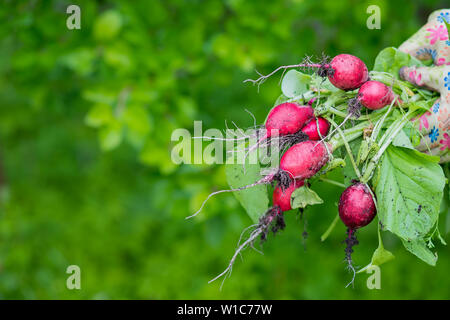 Verdure organiche. Gli agricoltori mani di fresco con ortaggi raccolti. Appena raccolto il ravanello. Mazzetto di verdure in una mano. Gli ortaggi biologici Foto Stock