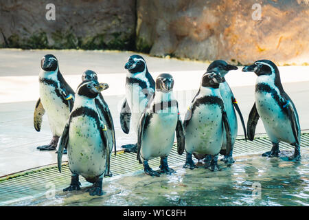 Pinguini Humboldt in zoo thailandia Foto Stock