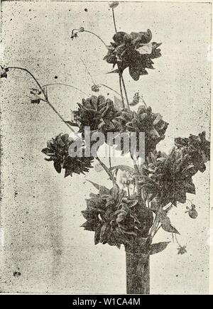 Immagine di archivio da pagina 58 del Catalogo descrittivo delle sementi di fiori. Catalogo descrittivo dei fiori piante a semi, lampadine, cactacee . descriptivecatal1903theo Anno: 1903 VKNTtJRA-BV-tHK-SKA, CaIvIFORNIA. BB. Due Rare dalie. Signora Shepherd's cactus giganti DAHLIA 'MONARCH di dalie. 'Monatrch di da.KliaLS.' denominata dal sig. Thomas Williams, del San Francisco Examiner, quando si visita- in Ventura, in onore di quella carta, che è chiamato "onarch dei quotidiani". Essa è intermedia tra il doppio e la varietà di cactus. I fiori sono larg-e, allentati, molto estetica in forma e misura sei o Foto Stock