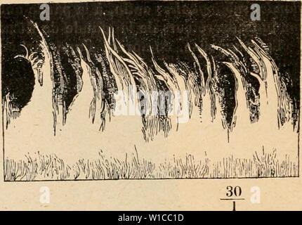 Immagine di archivio da pagina 591 di Dictionnaire de physiologie (1907). Dictionnaire de physiologie . dictionnairedeph07ricco anno: 1907 Fig. 12. Â Papilles filiformes d'une langue qui, l'Åil nu, paraissait complÃ¨tement lisse (Sappey , t. Il, p. 461). FiG. 13. Â Papilles filiformes de la langue avec prolongements capillaires (Sappey, iv, 47). dÃlimitÃs pourront Ãªtre appelÃs premier, deuxiÃ¨me, troisiÃ¨me en allant de la pointe au V, linguale et latÃral droit ou gauche (par rapport à la langue) et mÃdian. Lorsque l'on regarde la superficie de la muqueuse linguale avec un bon Ãclairage et une lampe u Foto Stock