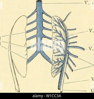 Immagine di archivio da pagina 593 di Die anatomie des Frosches; ein. Die anatomie des Frosches; ein Handbuch fÃ¼r Physiologen, Ãrzte und Studire . dieanatomiedesfr0102ecke Anno: 1887- 418 V. iliaca communis. - V. Jacobsonii, zieht (Fig. 128) und beim erwachsenen Thiere als die directe Fort- setzung der V. iliaca communis erscheint, aber, wie die Entwickelungs- geschichte lehrt, aus einer Kette von Anastomosen zwischen ursprüng- lich metamer angeordneten zuführenden Nierenvenen hervorgeht und Fig. 129. -V. Bottiglia di spumante Cava post. Vv. insufficienza renale. | revehent V. Jacobsonii V. dorso-lumb. Vv. oviduc. V. iliaca commun. Foto Stock