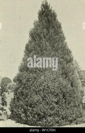 Immagine di archivio da pagina 62 del catalogo descrittivo della frutta di latifoglie. Catalogo descrittivo di latifoglie alberi da frutta, agrumi, olivi e vigne : alberi ornamentali, arbusti e rose . descriptivecatal1902fanc Anno: 1902 Fancher Creek vivai 59 CALIFORNIA BIG TREK, SEQUOIA GIGANTEA Cephalotaxus Fortunei,-un bel albero; un nativo del Giappone, con yew-come fogliame e rami lunghi, sottili e penduli. , Cryptomeria elegans-un elegante struttura di forma piramidale; ruotando il fogliame marrone in inverno. La japonica-un bello, rapido-albero in crescita, con un elemento allungato di schema piramidale, raggiungere Foto Stock