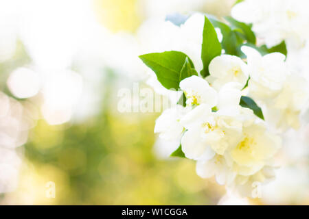 Bianco apple blossoms oltre sfocata sullo sfondo della natura. Fiori d'estate. Molla con sfondo bokeh di fondo Foto Stock