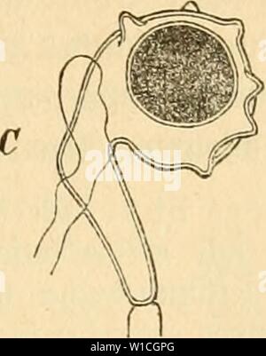 Immagine di archivio da pagina 64 del die krankheiten der pflanzen, ein. Die krankheiten der pflanzen, ein handbuch fur Land-und forstwirte Gartner, gartenfreunde und botaniker . diekrankheitende02fran Anno: 1895 4. Äapttel: aprolegniacccn 49 (- 7), 3Dofporattgien, bte weift un bm nben ber cf)Iäuce unb bev Stnetge berfelben [id) bilben unb in bencn (luärmfporen mit einer ober meift giuei ßilien erzeugt merben, nnb mei[dieci§ aiiä) I)orf)= organifterte @ef(i)Iecf))t§organe (gig. 7) in orm öon Oogonien, lüeldie Aphanomyces phycopliilus un'? Z';'. A. peccato gabenftücf Don spirogira nitida, au§ il BRET 3t'UEN un, Foto Stock