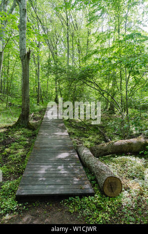 Sentiero in legno in un bosco di latifoglie con fresche foglie verdi in svedese riserva naturale Halltorps Hage presso l'isola Oland Foto Stock