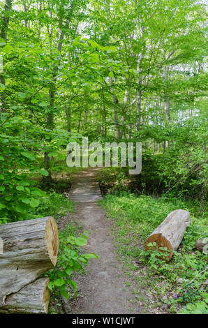 Il sentiero in una lussureggiante vegetazione in un bosco di latifoglie nella stagione estiva in svedese riserva naturale Halltorps Hage presso l'isola Oland Foto Stock